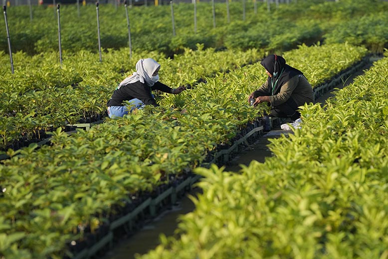 Indonesiska plantskolor ska rädda skadad miljö. Foto: AP/TT