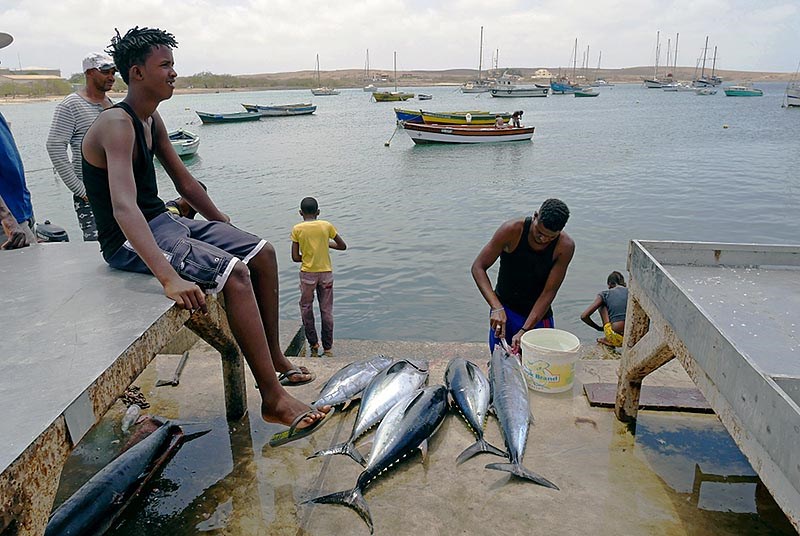 Bedst Havslug Blacken Kap Verde | Utrikespolitiska institutet