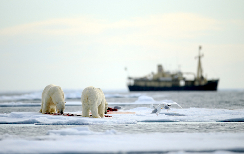 Arktis isbjörnar