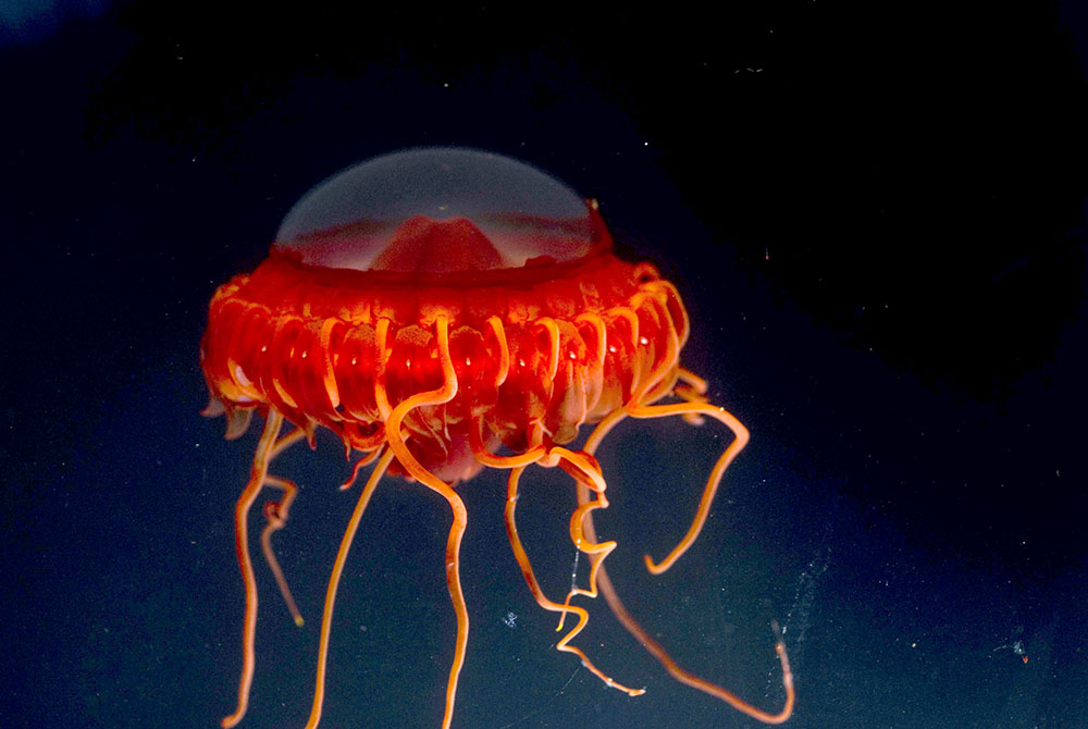 goda nyheter hav.jpg